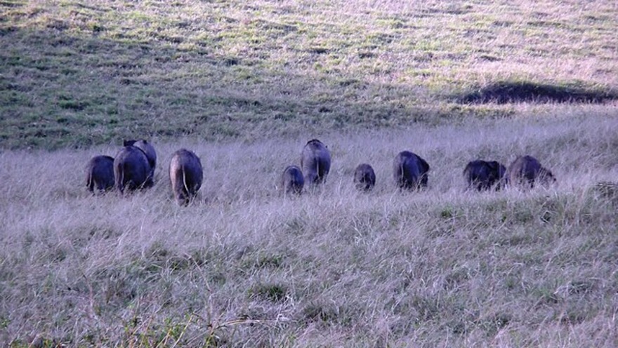 Anamalai Tiger Reserve: A Wildlife Lover’s Paradise