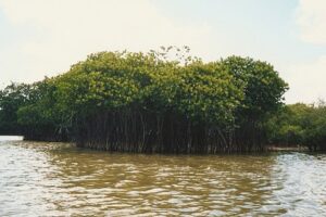 Explore the Enchanting Pichavaram Mangrove Forest