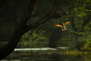 Discover the Serene Beauty of Chitrangudi Bird Sanctuary