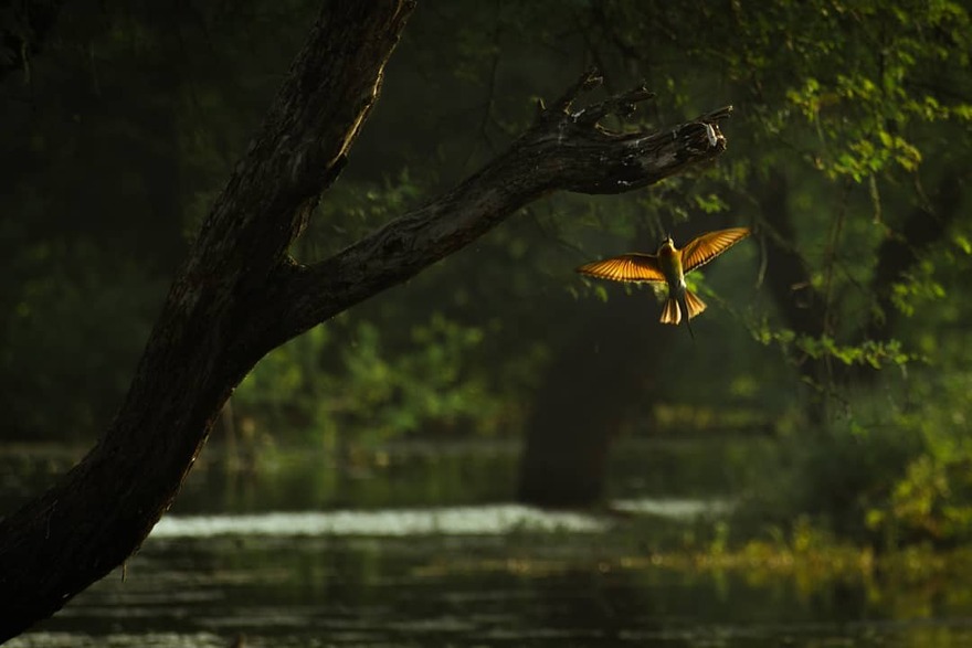 Discover the Serene Beauty of Chitrangudi Bird Sanctuary
