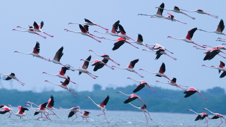 Karikili Bird Sanctuary- Chengalpet Karikili Bird Sanctuary- Chengalpet